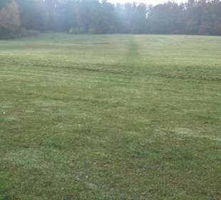 Jungviehweide