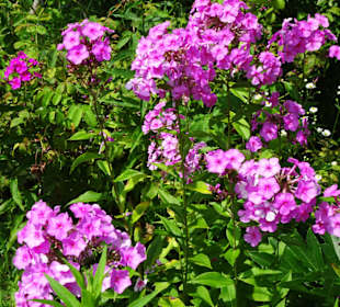 Impressionen aus dem Trostberger Rosengarten