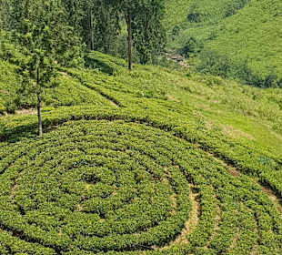 Hochland von Sri Lanka