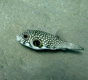 Weissfleckkugelfisch