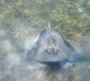 Schwarzpunkt-Stechrochen