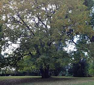 Tolle Bäume im nahegelegenen Stadtgarten