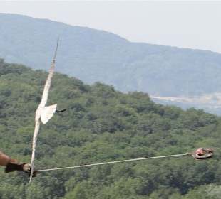 Greifvogel bei der Jagd