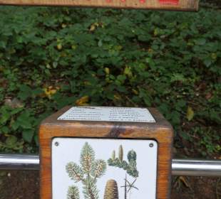 Wanderung auf dem Bergwald-Erlebnispfad
