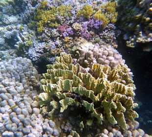 Riff Gorgonia 