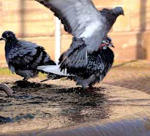 Tauben-Bad vor dem Rathaus
