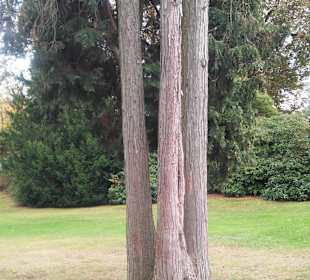 Kurpark Bad Oeynhausen und die Umgebung