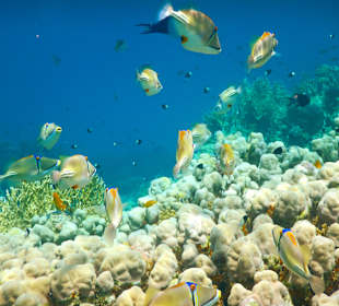 Schnorcheln Marsa Alam