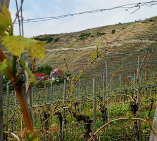 Der Käsberg mit Wanderweg