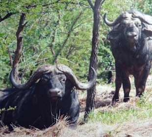 Kaffernbüffel im Amboseli