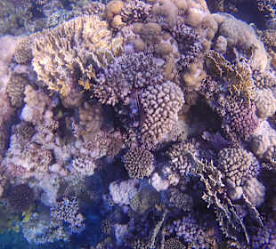 Schnorcheln Marsa Alam