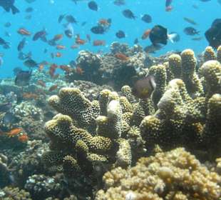 Мягкие кораллы Фиджи.