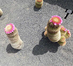 Im Garten Jardin de Cactus