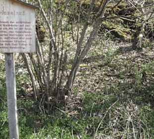 Waldlehrpfad an der Lauter