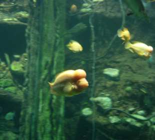 Tolle Anlage das Aquarium