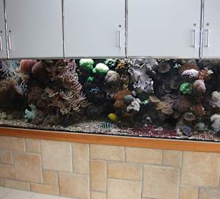 Schmetterlingshaus Jonsdorf