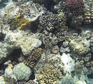 Korallen beim Schnorcheln