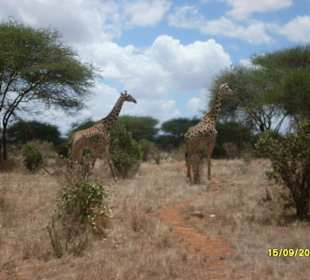 Sind sie nicht schön?