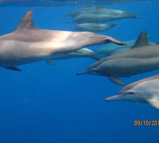 Delphine vor der Bucht