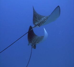 Adlerrochen, Haubucht