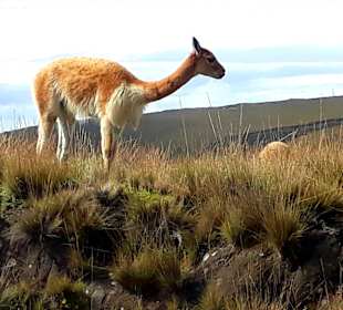 Wandern am Chimborazo