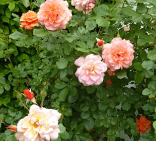 Prälatengarten