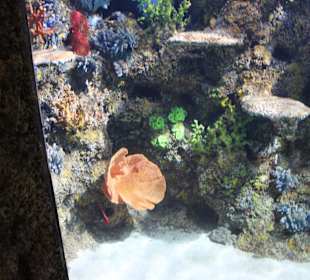 National Aquarium Malta - Fische