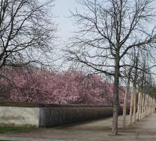 Schlossgarten Schwetzingen