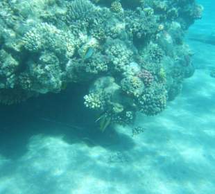 Blaupunktrochen unter Riffvorsprung