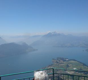 Blick über den Vierwaldstättersee