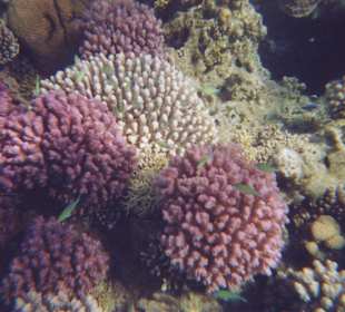 Acropora Steinkorallen