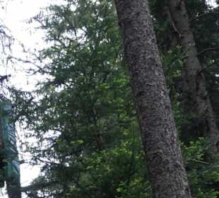 Hochseilgarten Hallwangen