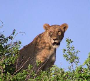 Нгоронгоро