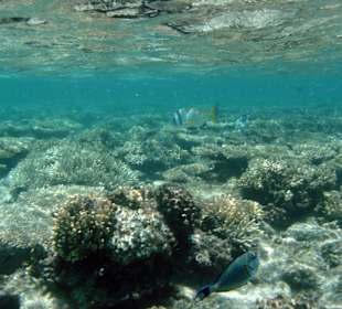 Die faszinierende Unterwasserwelt