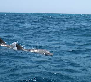 Delfin Tour "Dolphine House" El Gouna