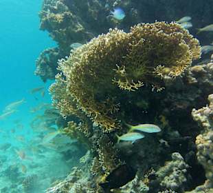 Schnorcheln am Hausriff SENTIDO Oriental Dream Resort