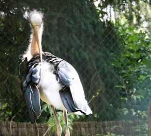 Vogelpark Walsrode