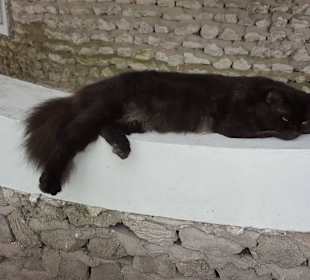 Schlafende Katze