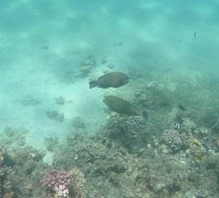 Tauchbasis Tauchen unter Freunden