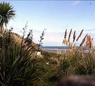 Landschaft an der Whale Bay von Raglan