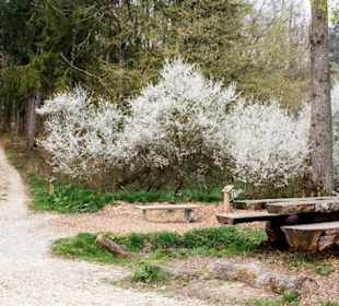 Wald Wunder Weg Neuler
