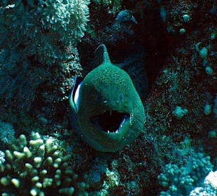 Giant Moray