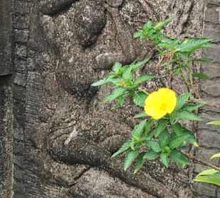 Jungle Secret