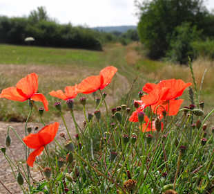 Klatschmohn am Wegesrand