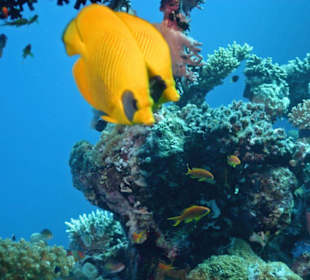Zitronenfalterfische am Hausriff Hotel Jaz Solaya Resort