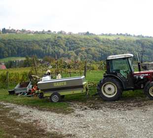 Weinbauernhof Hlebec
