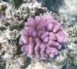 Schnorcheln Sahl Hasheesh