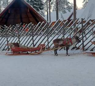 Rentierschlitten fahren
