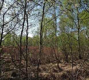 Impressionen aus der Gellener Torfmöörte