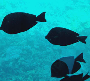 Glasbodenboot Tour Hurghada